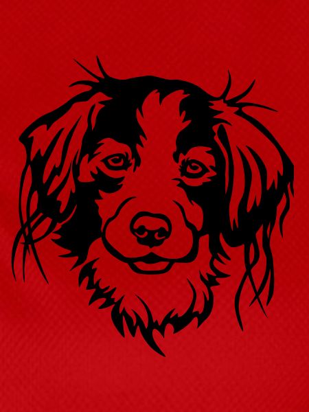 Kooikerhondje head