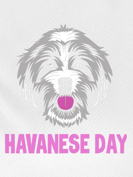 Havanese dog