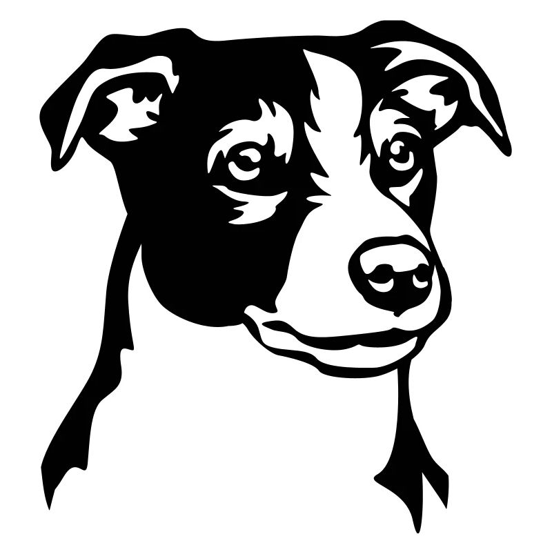 Jack Russell Terrier Head