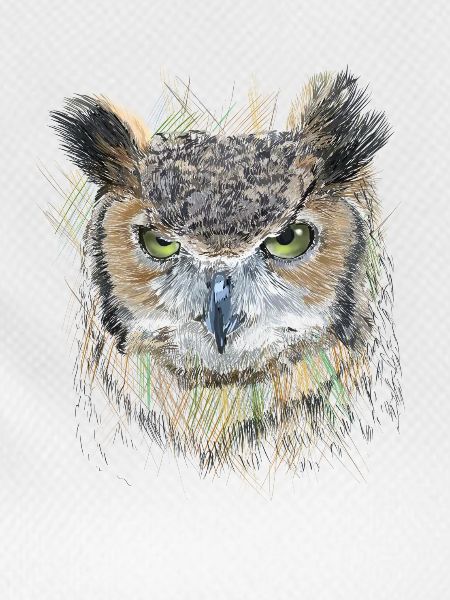 Owl