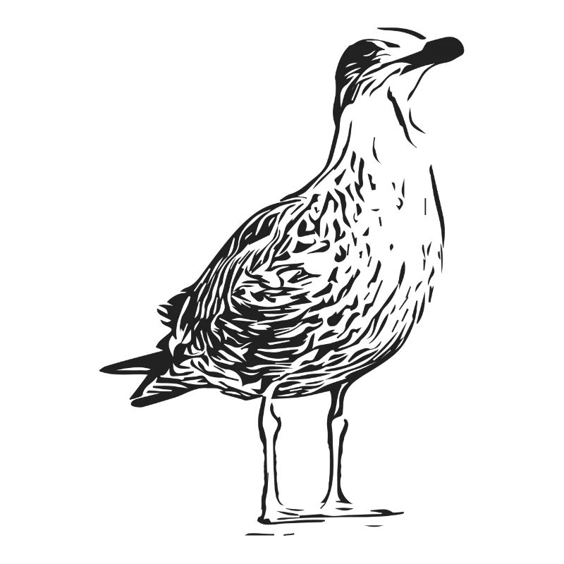 Une belle mouette