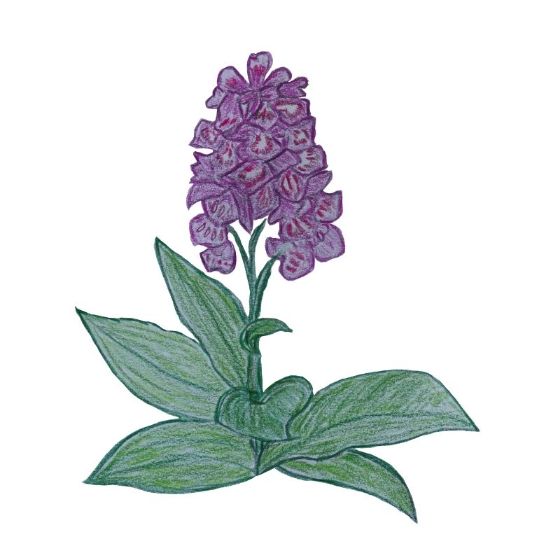 danish orchid