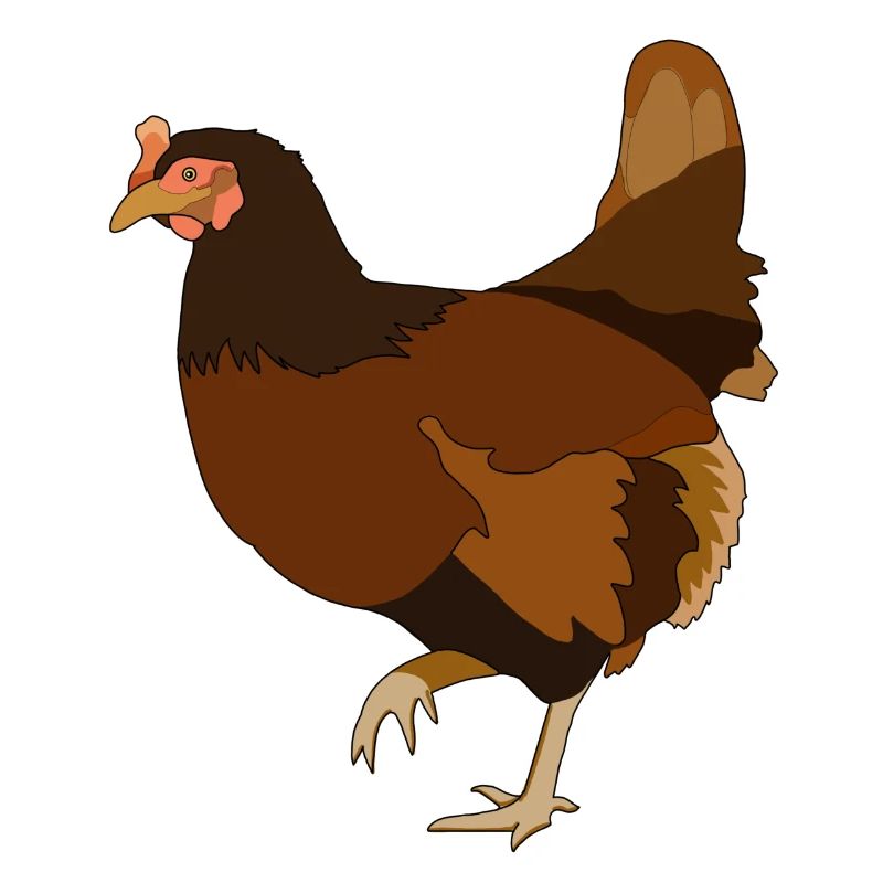 Poulets Poulets