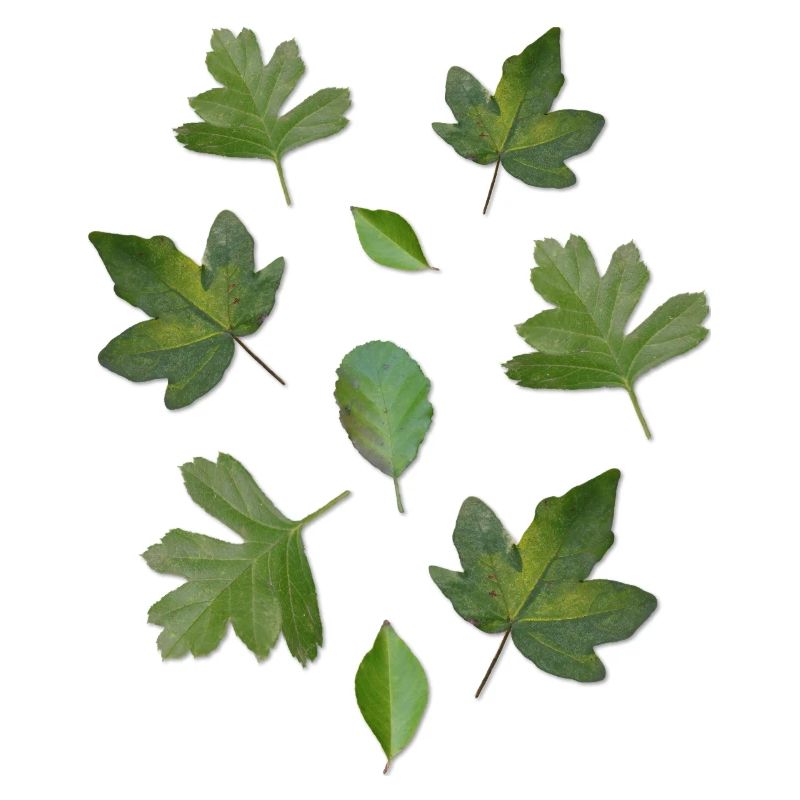 Green Leaves Autumn Nature Leaf Pattern