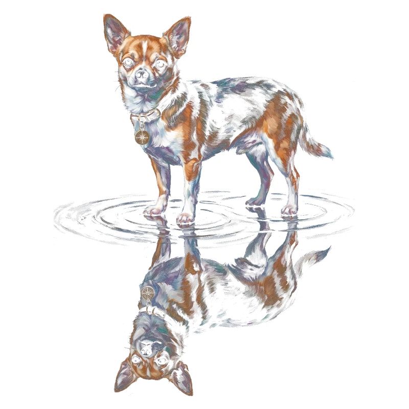Chihuahua Water Reflection