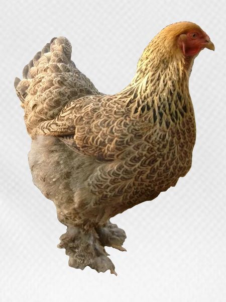 Poulet