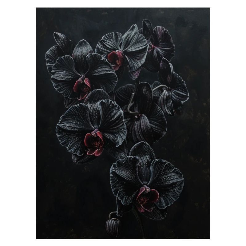 Black Gothic Orchids