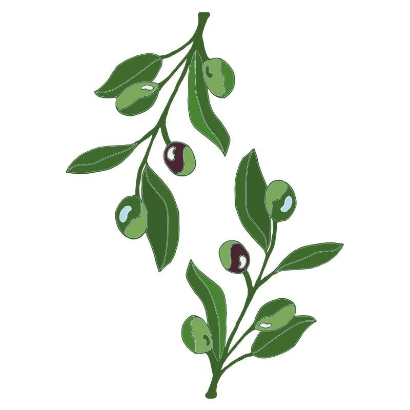 Illustration de la branche d’olivier verte élégante