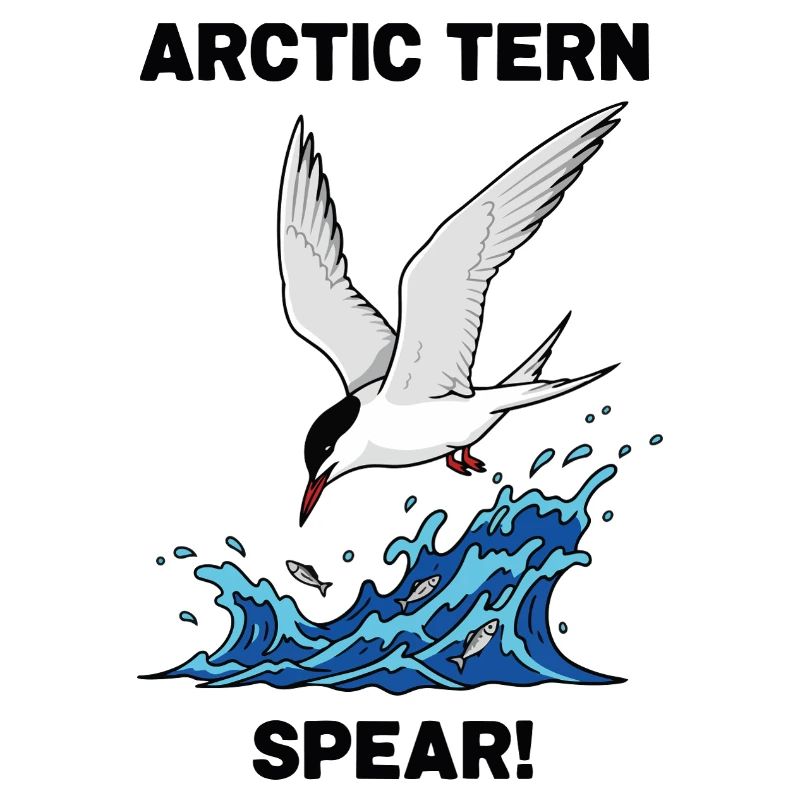 Sterne Arctique Pêche Mer Spear Arctic Tern 