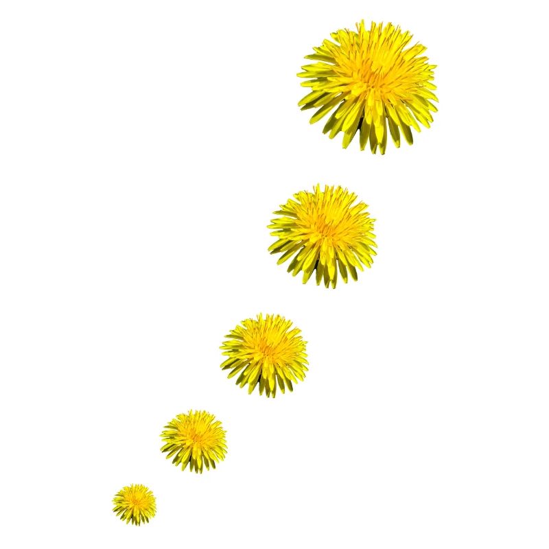 DANDELIONS II