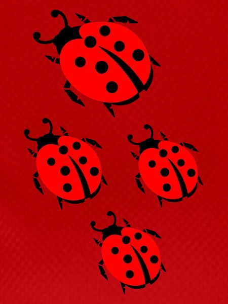 ladybug marienkaefer
