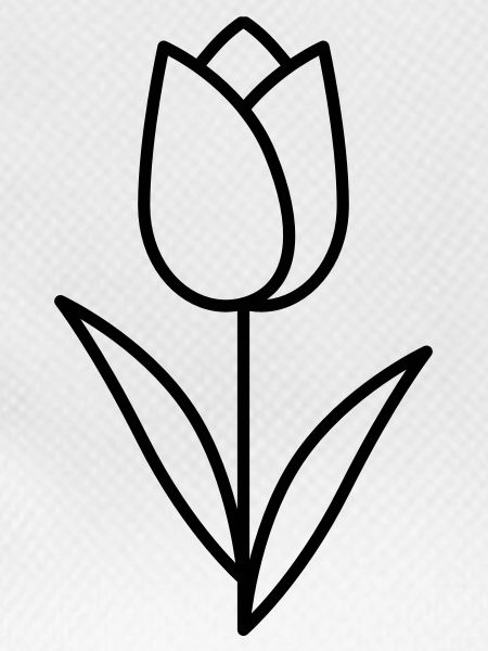 Tulip