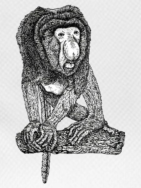 proboscis monkey