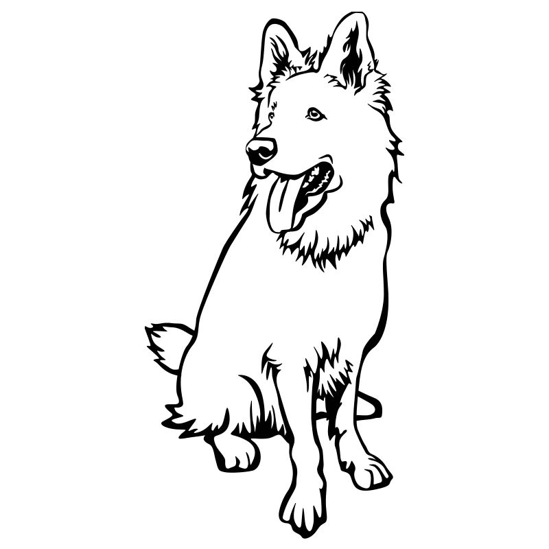 Schweizer Schäferhund