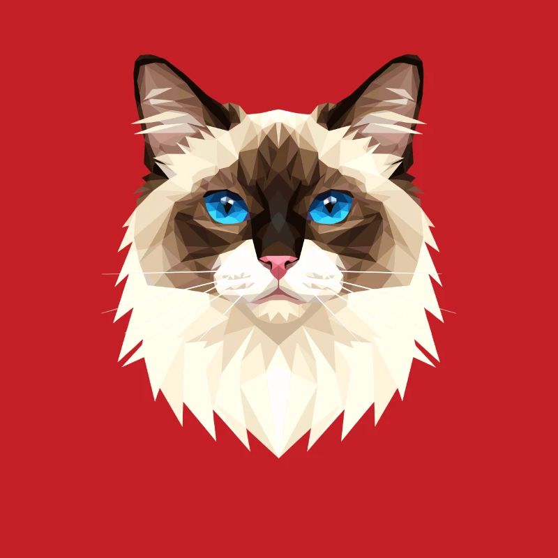 Chat Birman Chat Birman Sacré Chat Birman Mignons Chats Birman