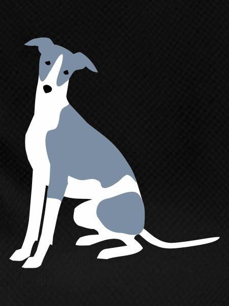Whippet