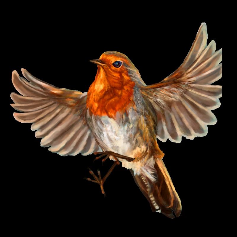 robin bird