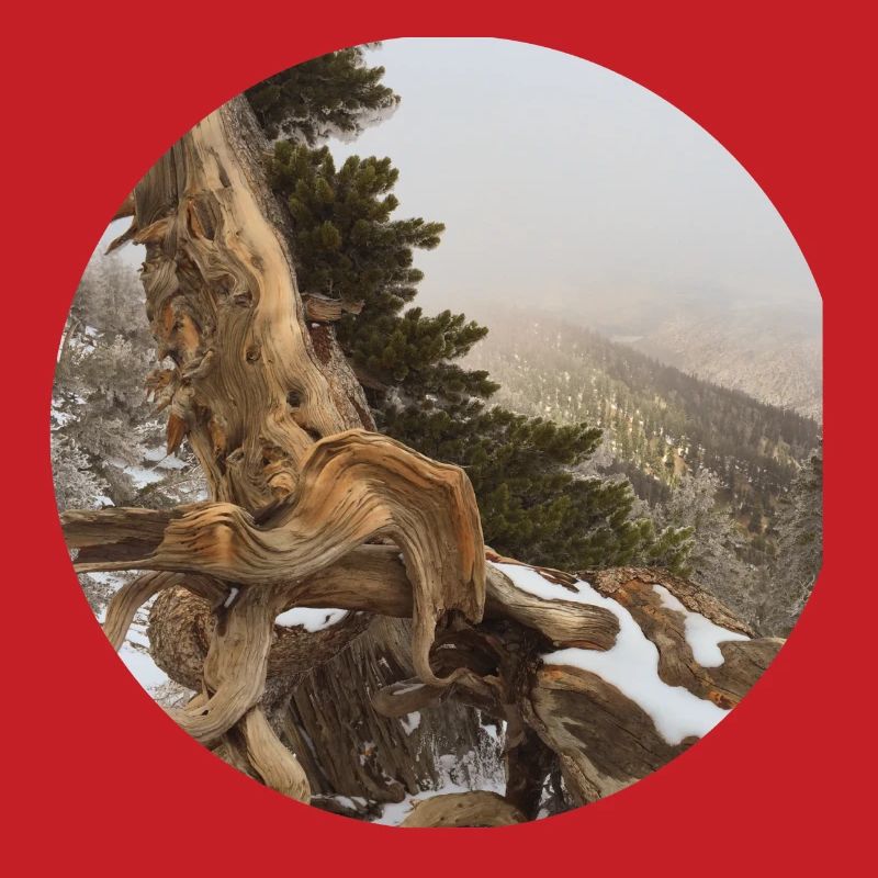 old gnarled tree on the Pacific Crest Trail