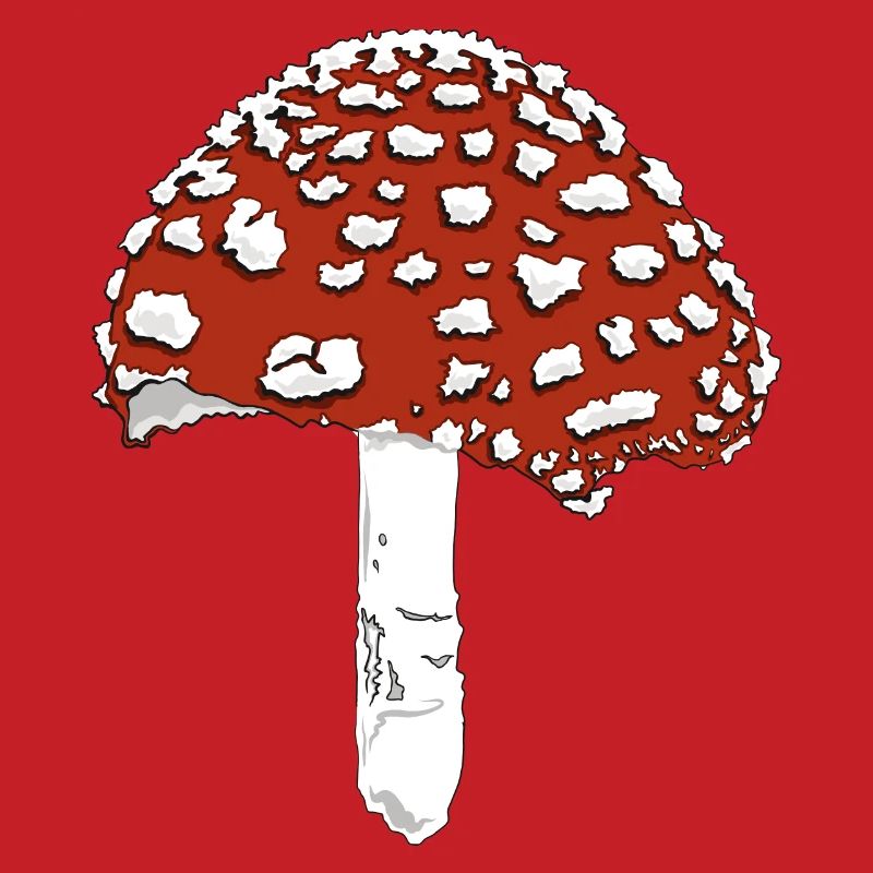 Toadstool toadstool amanita