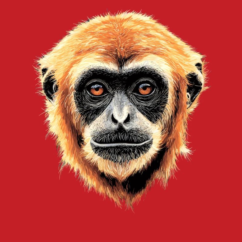Gibbon Monkey Whitehand Gibbon Monkey Cute Lar Gibbons