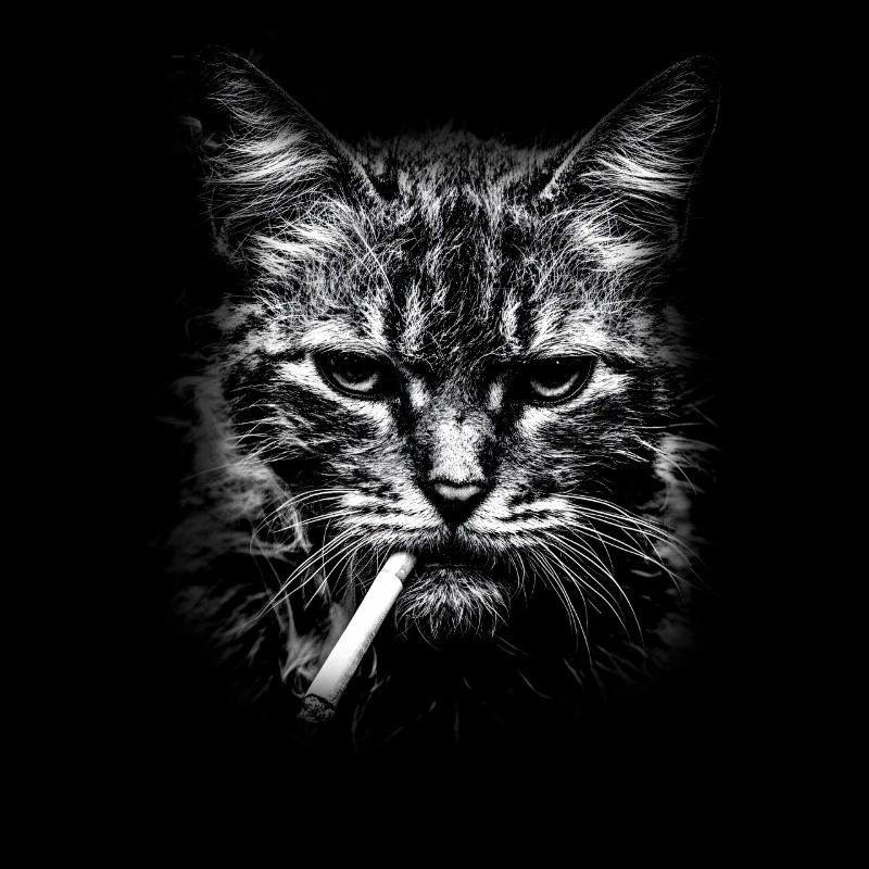 Smoking, cigarette, cat smoking a cigarette