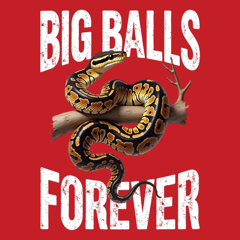 Königspython Schlangen Liebhaber Terrarium Python