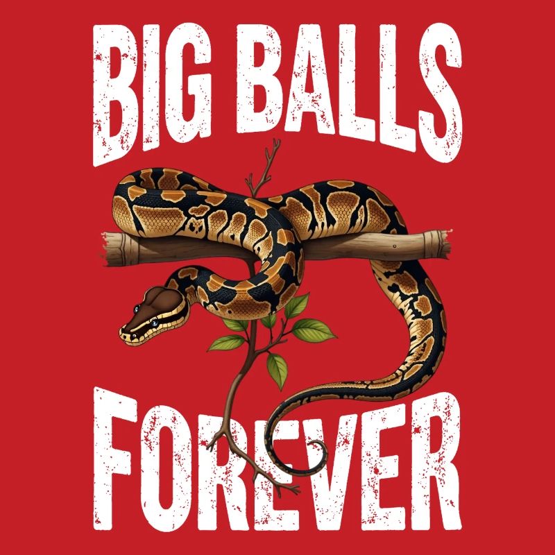 Königspython Schlangen Liebhaber Terrarium Python