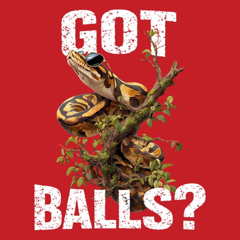 Königspython Schlangen Liebhaber Terrarium Python