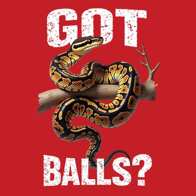 Königspython Schlangen Liebhaber Terrarium Python