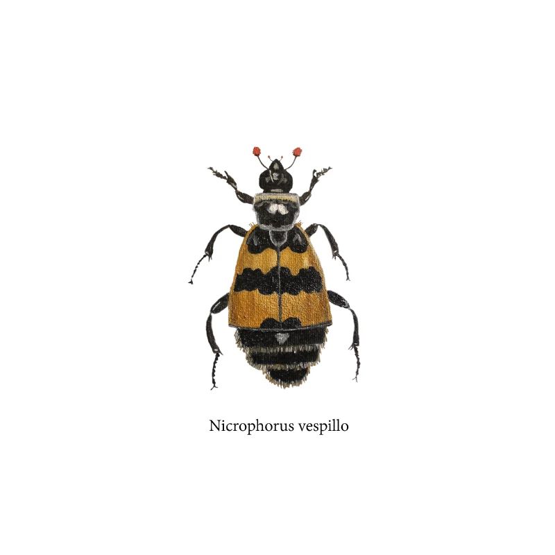 fossoyeur