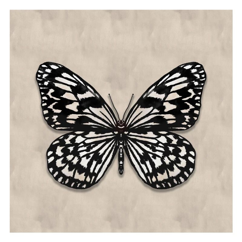 Tree Nymph Butterfly
