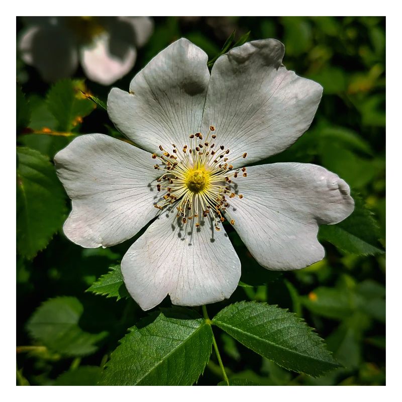 fleur blanche