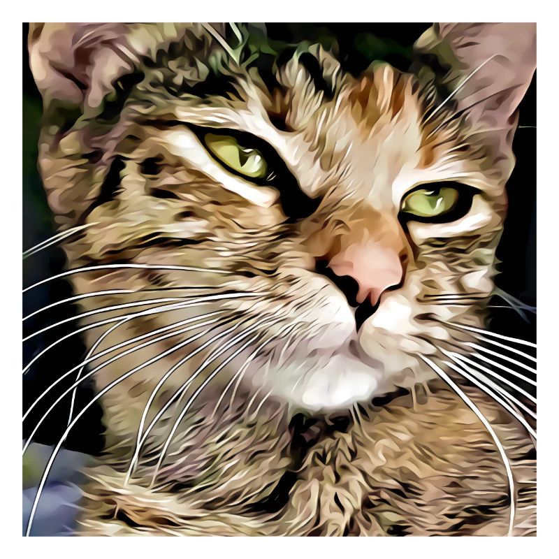Portrait de chat tabby