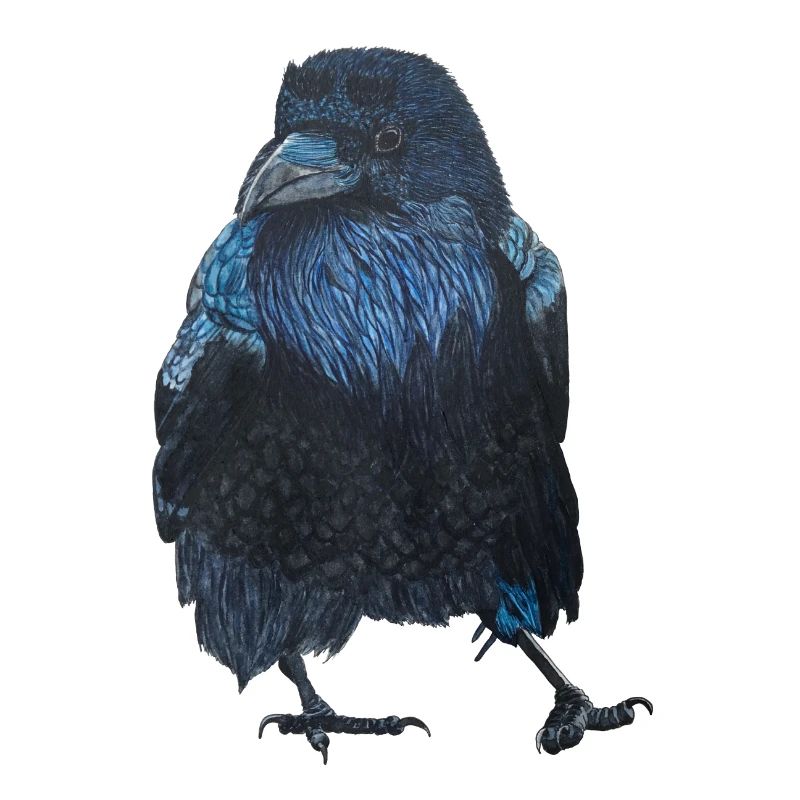 Raven Crow Walking