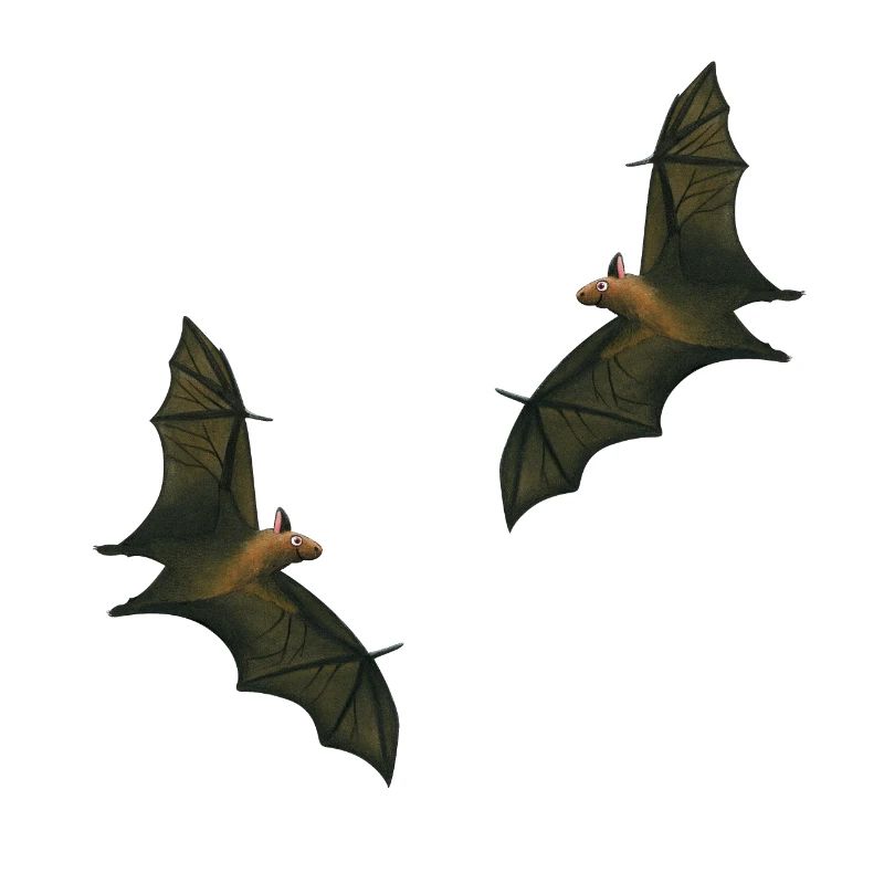 dancing fruit bats