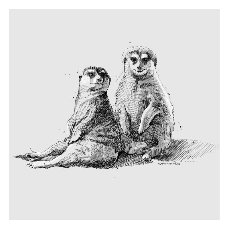Duo Suricate