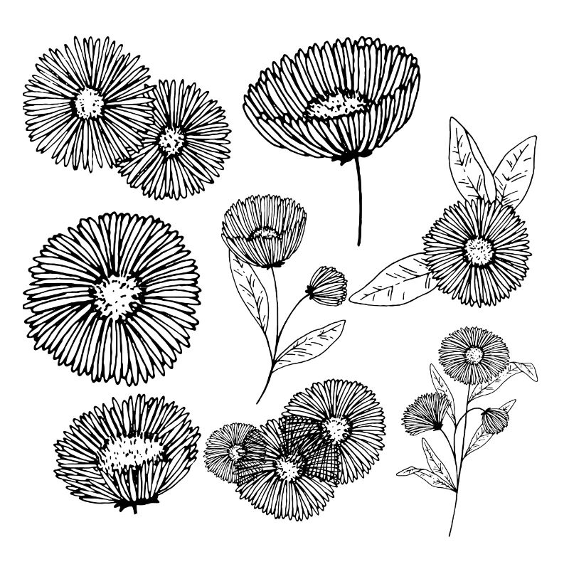 Aster Blütengruppe