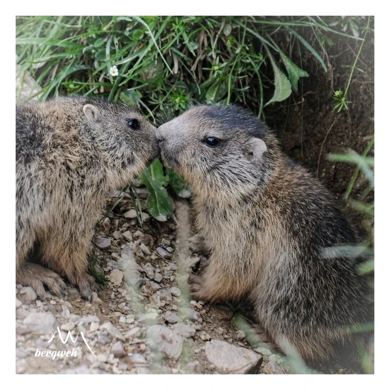 Murmeltiere 5 verschmust. Alpen Liebe und Geschenk