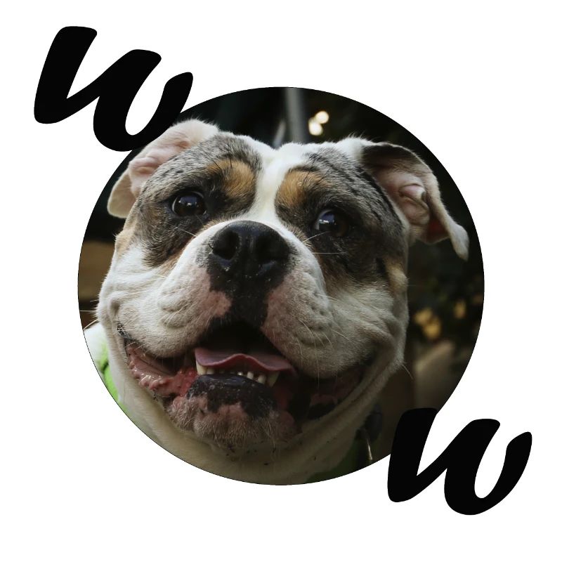 Bouledogue