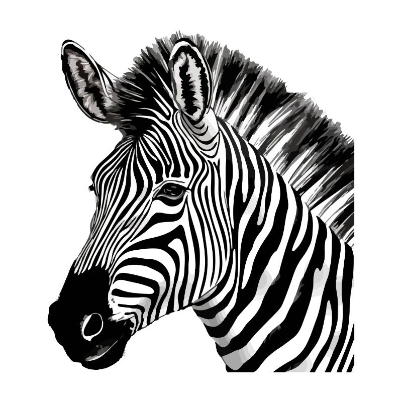 Zebi das Zebra