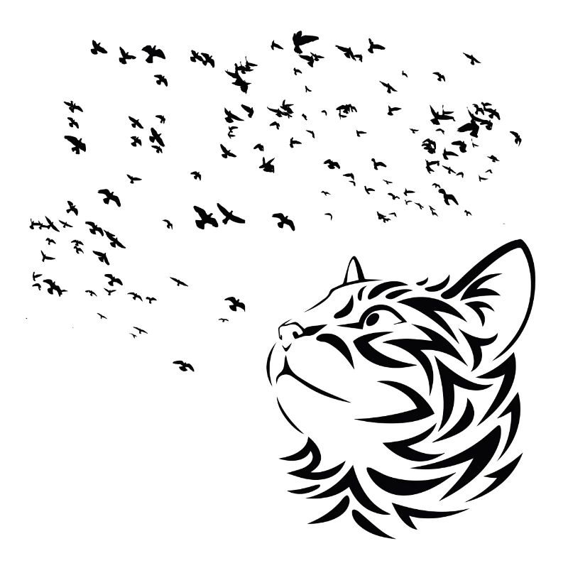 Chat regarde les Oiseaux volent