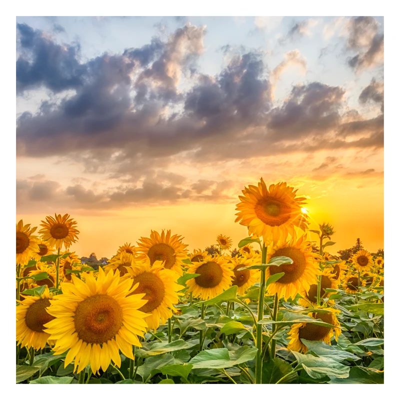 Sonnenblumen am Abend