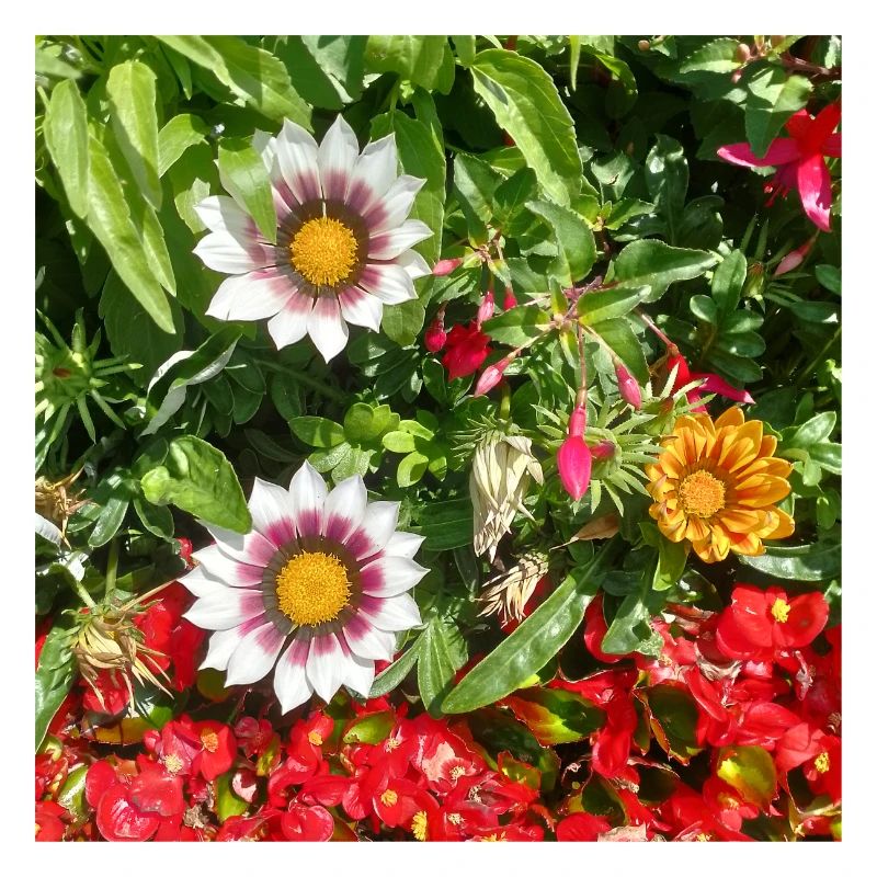 Mittagsblume – Sonnenkuss auf Lebensfreude