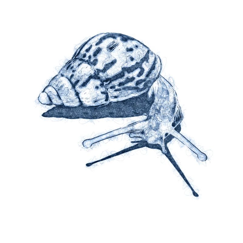snail with shadow scribble art