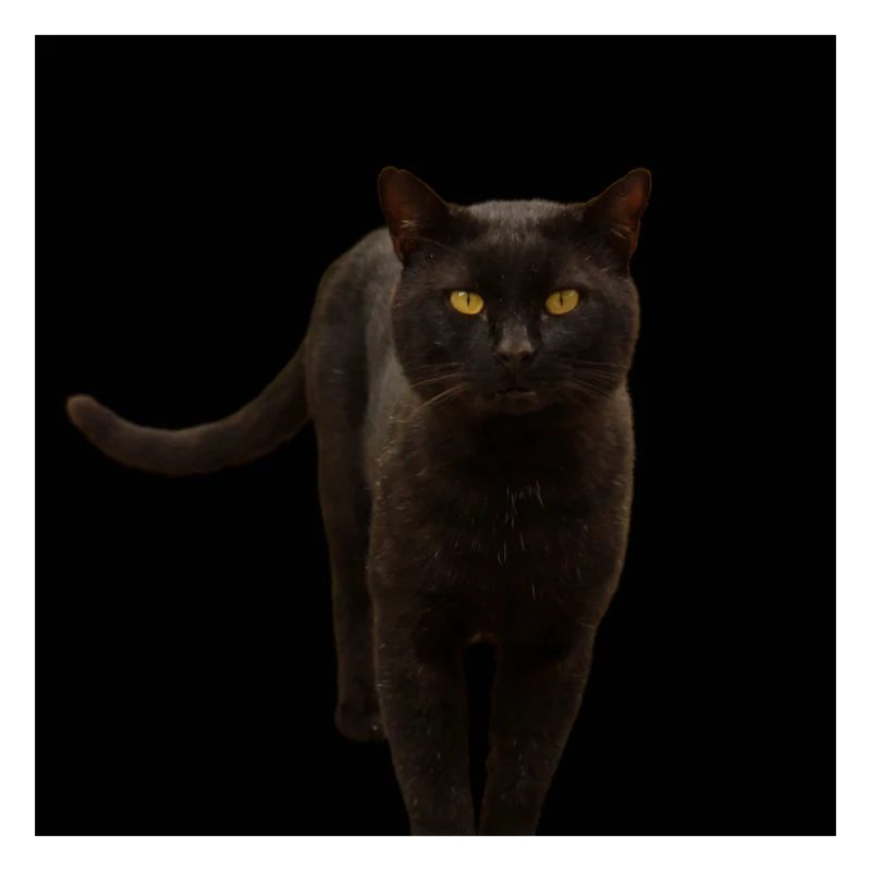 chat noir chat chaton