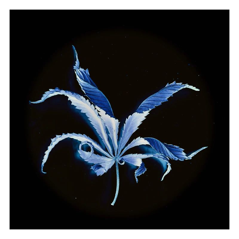 Curled leaf, inverted