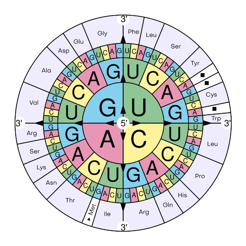 Biochimie RNA codon code soleil