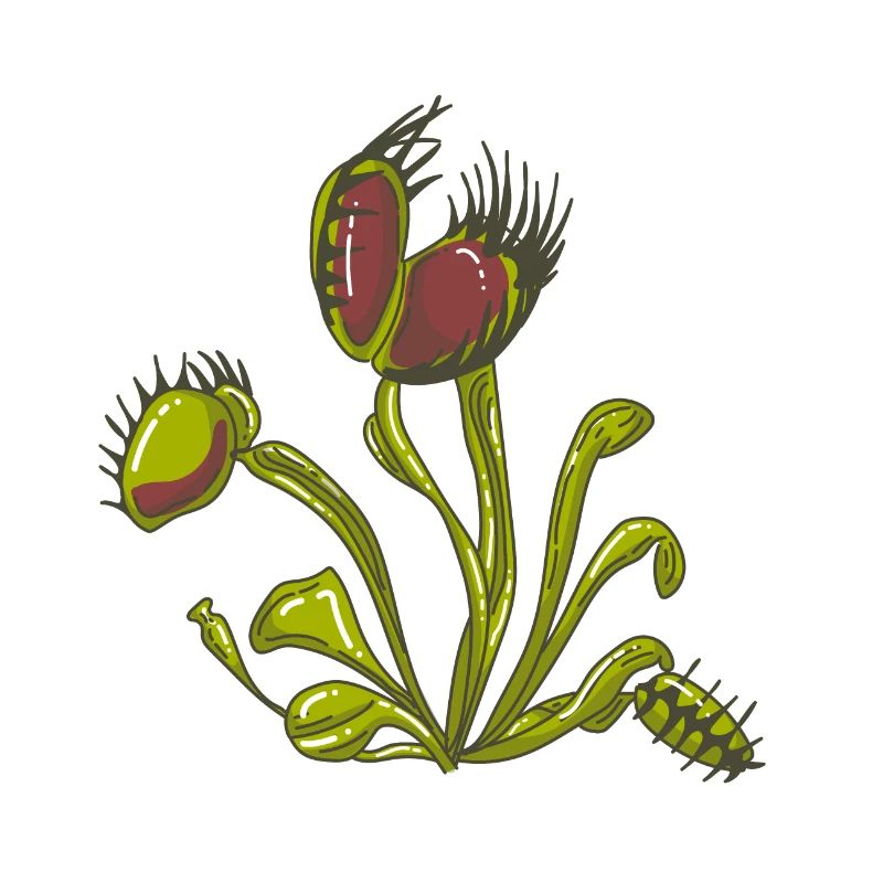 Carnivorous plant Venus flytrap