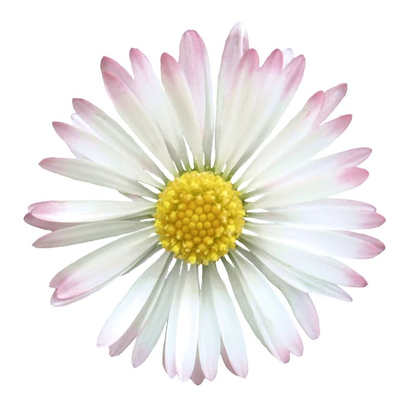 Gänseblümchen Margeriten Blume, Blüte, blumig
