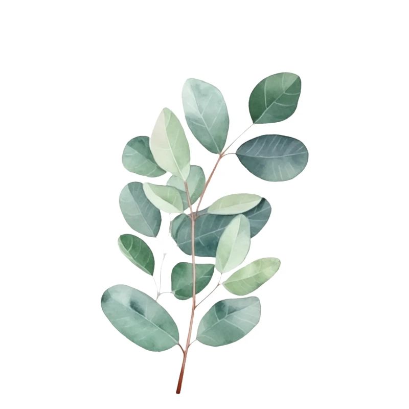 Eucalyptus
